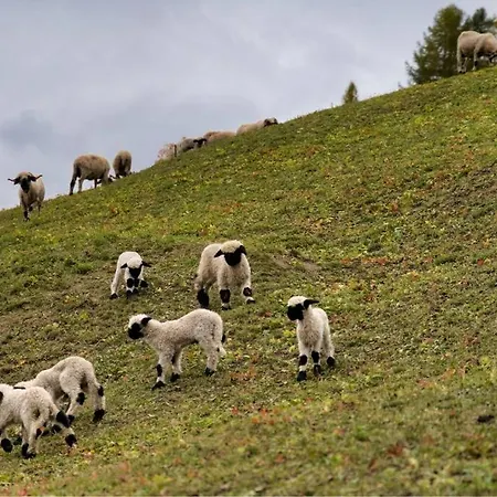 Alpia 26 - Zwei Zimmerwohnung In Traditionellem Walliser Haus