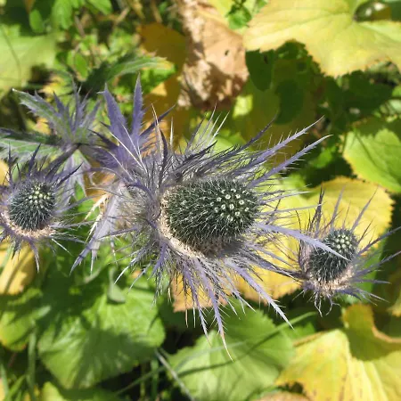Alpia 26 - Zwei Zimmerwohnung In Traditionellem Walliser Haus *