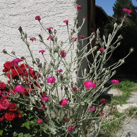 Alpia 26 - Zwei Zimmerwohnung In Traditionellem Walliser Haus Gasenried