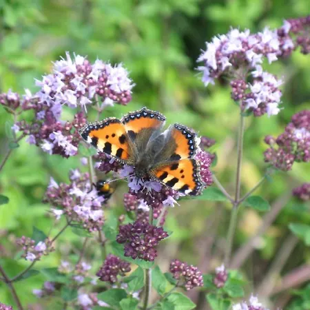 Alpia 26 - Zwei Zimmerwohnung In Traditionellem Walliser Haus Gasenried
